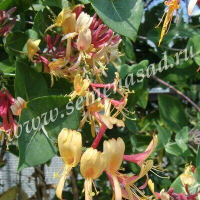 Жимолость Голдфлейм 1шт (Поиск)