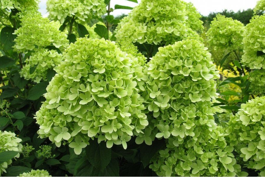 Гортензия Лаймлайт (Метельчатая) 1шт (Поиск)