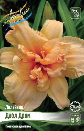 Лилейник Дабл Дрим 1шт (Колорлайн)