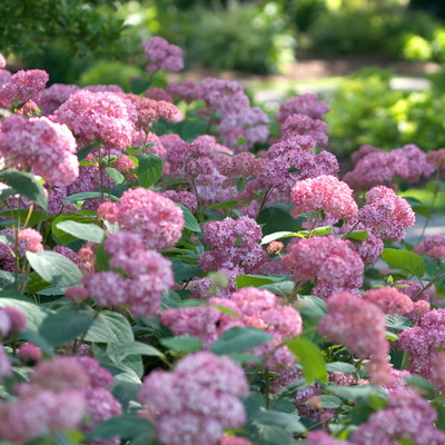 Гортензия Инвинсибел (Древовидная) 1шт (Поиск)