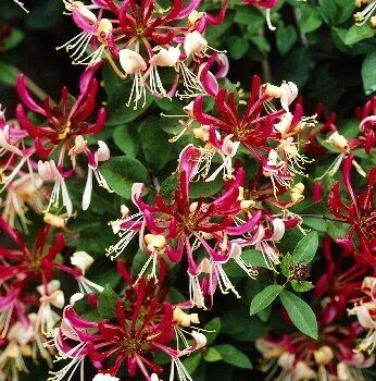 Жимолость Серотина вьющаяся (туба Р9) 30-40см 1шт (Колорлайн)