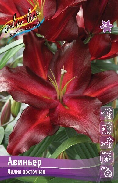 Лилия Авиньер (Восточный гибрид) 16/18 3шт (Колорлайн)