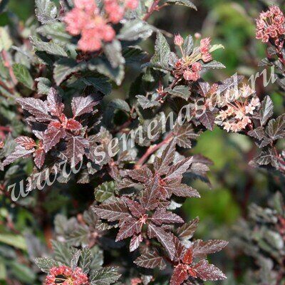 Пузыреплодник Литтл Дэвил 1шт (Поиск)