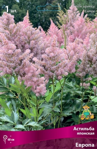 Астильба Европа 1шт (Поиск)