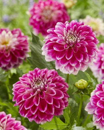 Георгина Гоу Гоу Ту-Тоун 1шт (Колорлайн)