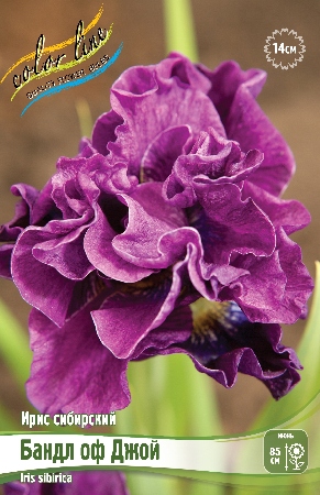 Ирис Бандл оф Джой (Сибирский) 1шт (Колорлайн)