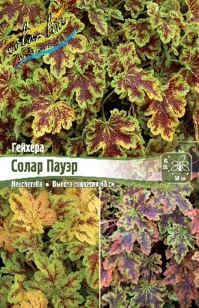 Гейхерелла Солар Пауэр 1шт (Колорлайн)