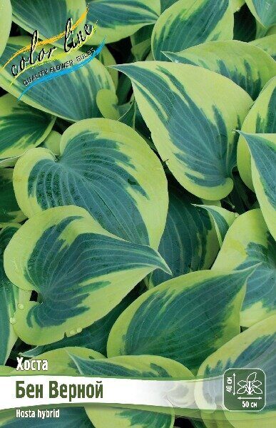 Хоста Бен Верной 1шт (Колорлайн)