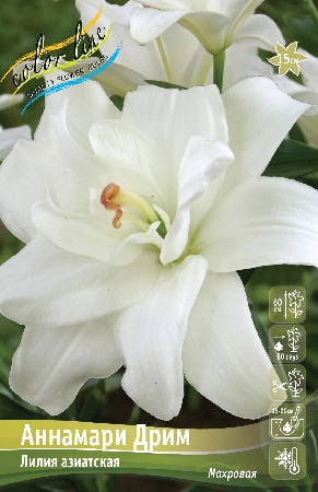Лилия Аннамари Дрим (Азиатская/Махровая) 12/14 1шт (Колорлайн)