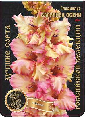 Гладиолус Багрянец Осени 425,Васильев Экстра 1шт (Ф)