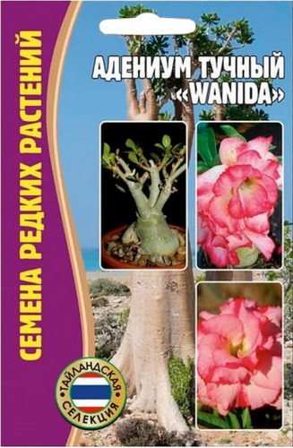 Адениум тучный Wanida 3шт (Ред.Сем)