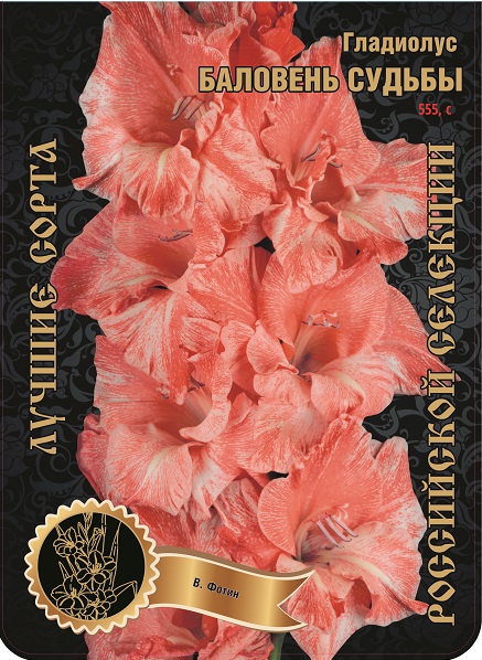 Гладиолус Баловень Судьбы (В-16-971) 555,Фотин 2 р-р 1шт (Ф)