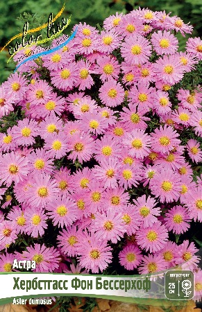 Астра Хербстгасс Фон Бессерхоф 1шт (Колорлайн)