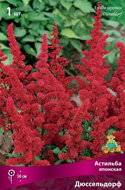 Астильба Дюссельдорф 1шт (Поиск)