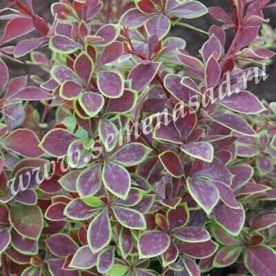 Барбарис Коронита 1шт (Поиск)