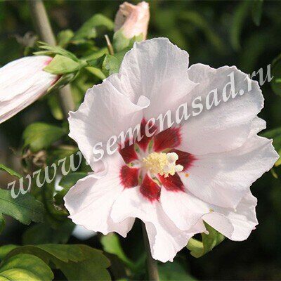 Гибискус Матильда 1шт (Поиск)