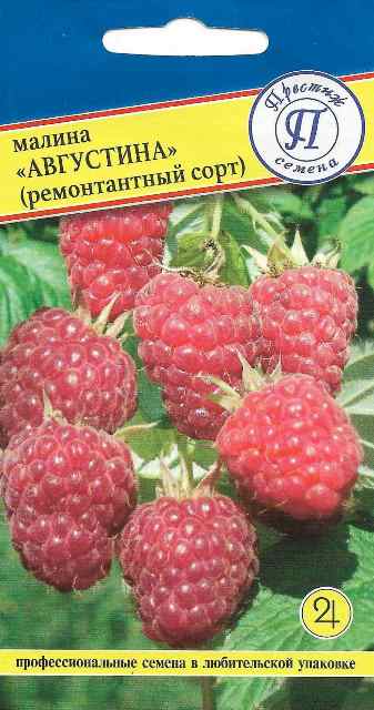 Малина Августина ремонтантная 10шт (Престиж)