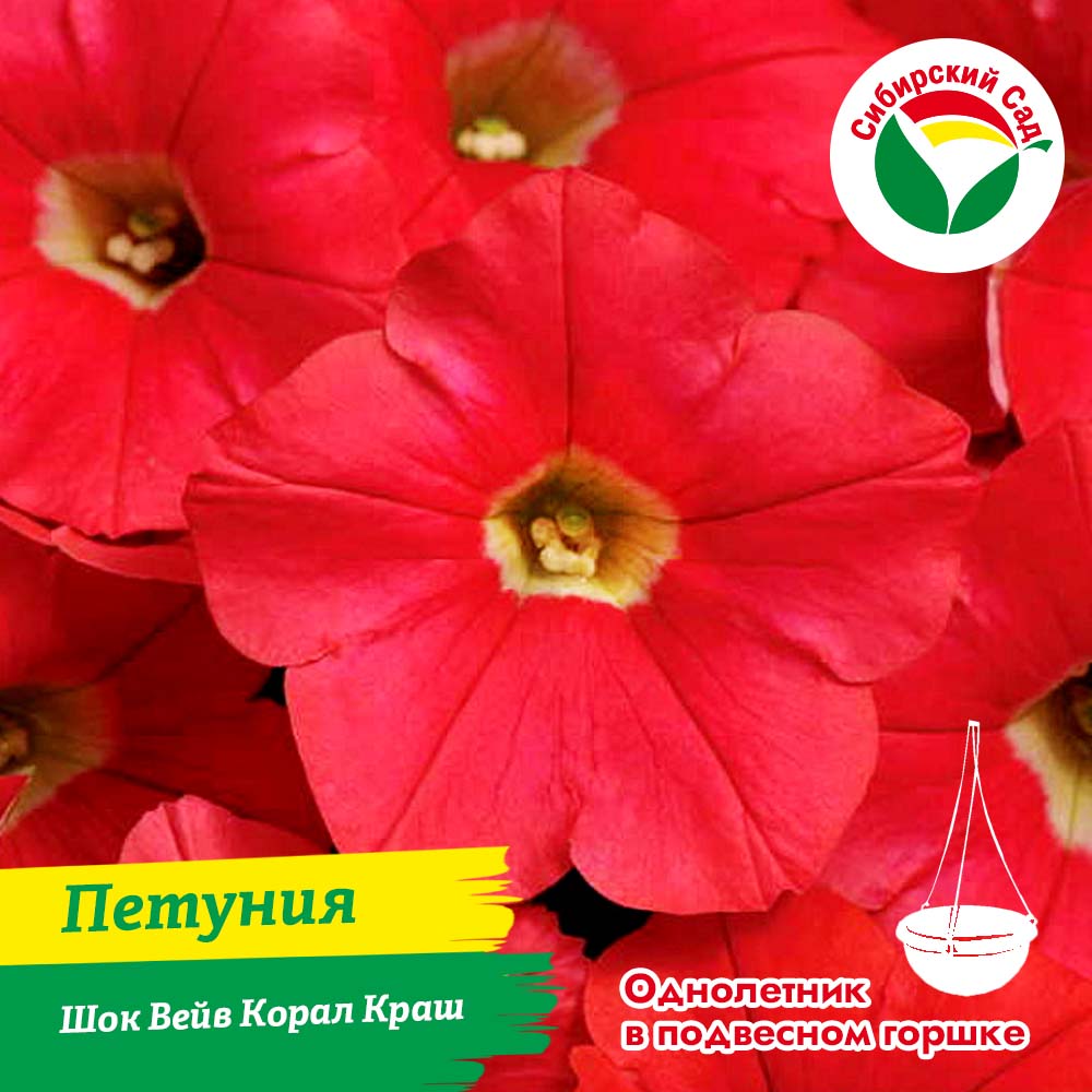 Петуния Шок Вейв Корал Краш в подвесном горшке 4.5л (ящик*2шт)