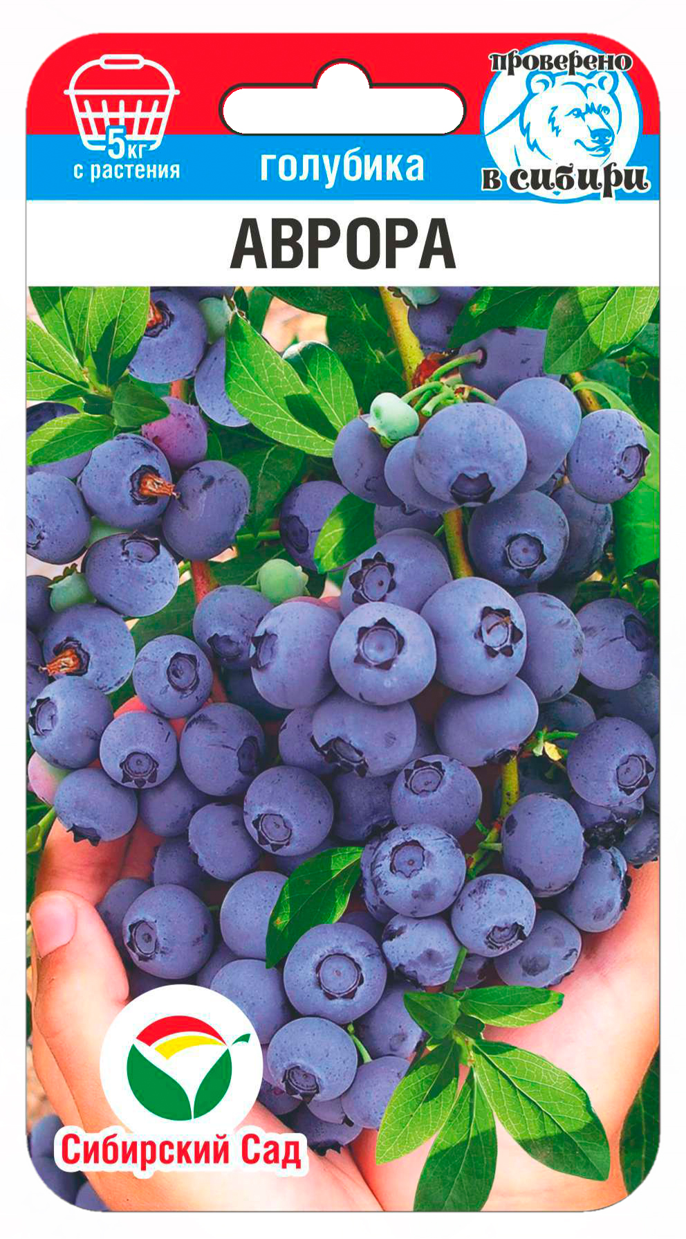 Голубика Аврора 10шт (Сиб Сад)
