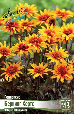 Гелиопсис Бернинг Хертс 1шт (Колорлайн)