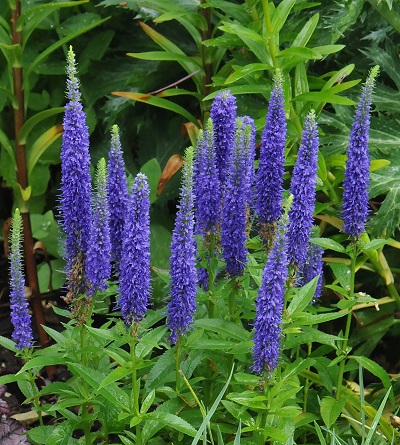 Вероника Нана Блаутепих 1шт (Поиск)