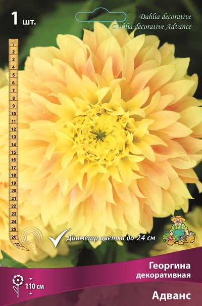 Георгина Адванс 1шт (Поиск)
