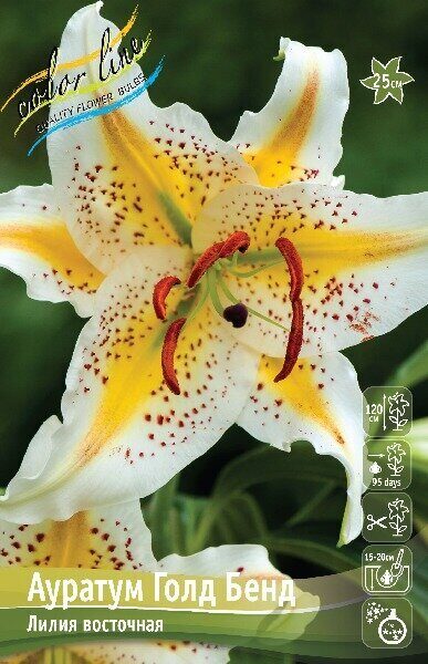 Лилия Аур.Голд Бенд (Восточный гибрид) 12/14 1шт (Колорлайн)