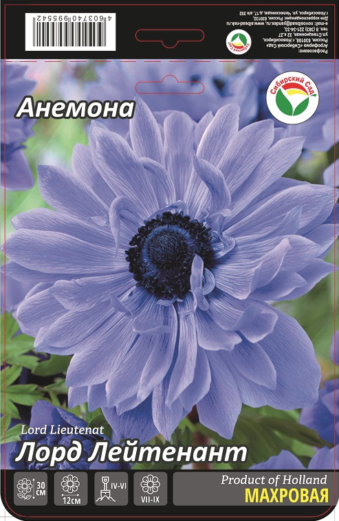 Анемона Лорд Лейтенант 5/6 15шт (Сиб сад)