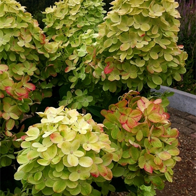 Гортензия Граффити (Метельчатая) 1шт (Поиск)