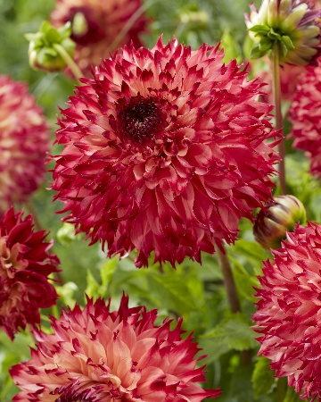 Георгина Айяна 1шт (Колорлайн)