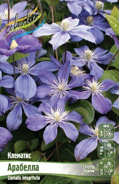 Клематис Арабелла 2шт (Колорлайн)