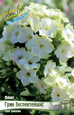 Флокс Грин Экспектейшнс 1шт (Колорлайн)
