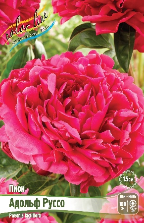 Пион Адольф Руссо 2/3 1шт (Колорлайн)