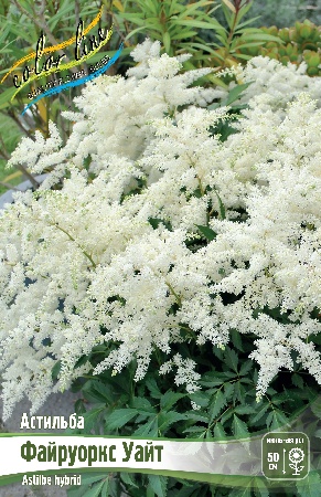 Астильба Файруоркс Уайт 2/3 1шт (Колорлайн)