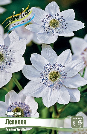Анемона Левелля 1шт (Колорлайн)