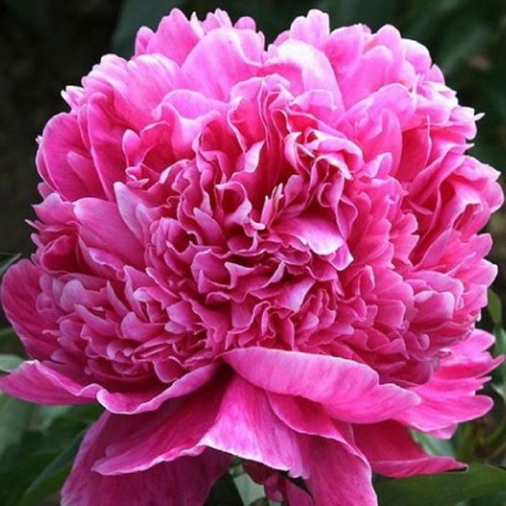 Пион Барбара 2/3 1шт (Поиск)