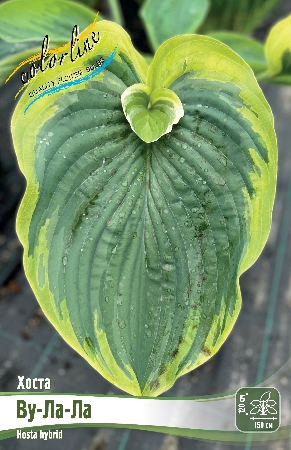 Хоста Ву-Ла-Ла 1шт (Колорлайн)