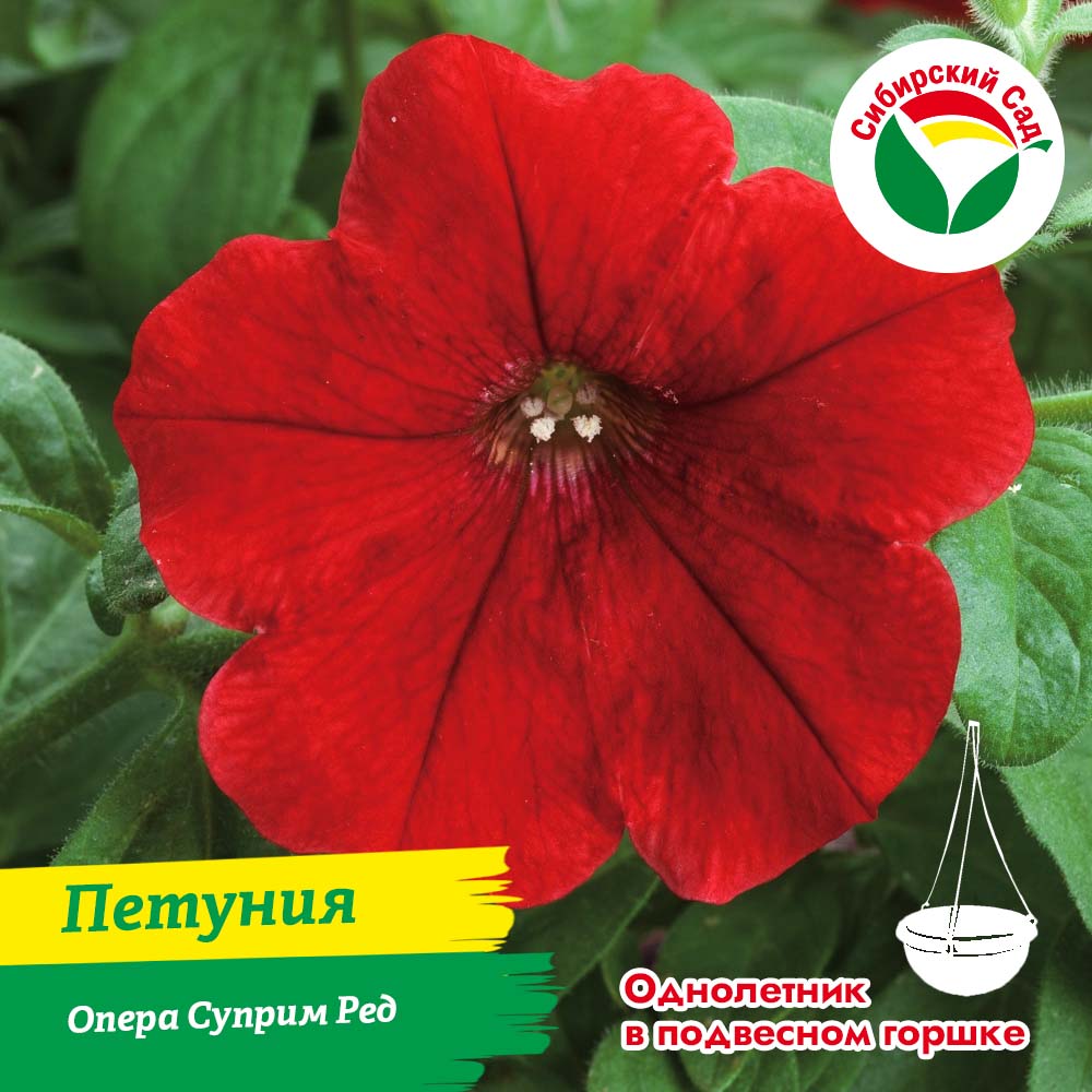Петуния Опера Суприм Ред в подвесном горшке 4.5л (ящик*2шт)