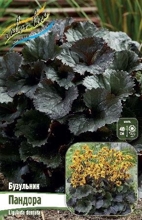 Бузульник Пандора 1шт (Колорлайн)