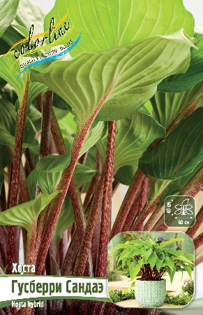Хоста Гусберри Сандаэ 1шт (Колорлайн)