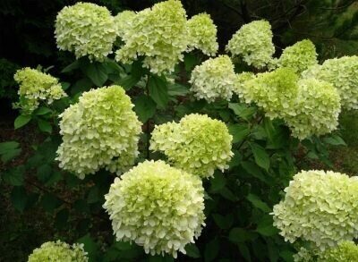 Гортензия Грин Лайт (Метельчатая) 1шт (Поиск)