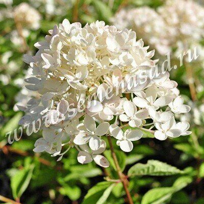 Гортензия Бомбшелл (Метельчатая) 1шт (Поиск)