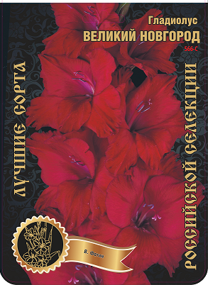 Гладиолус Великий Новгород 566,Фотин Экстра 1шт (Ф)
