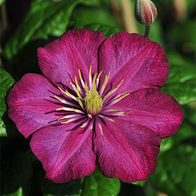 Клематис Виль де Лион (капер) 1шт (Поиск)