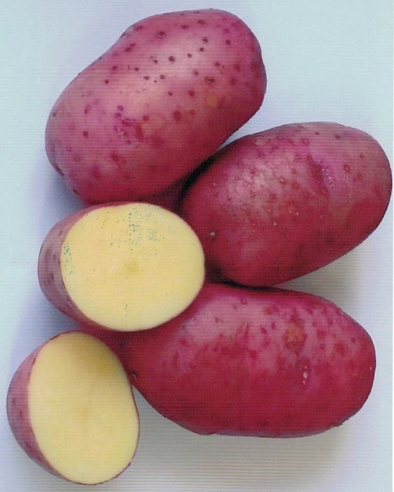 Картофель Сокур 1 репродукция 2кг (Россия)