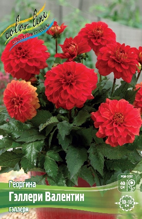 Георгина Гэллери Валентин 1шт (Колорлайн)