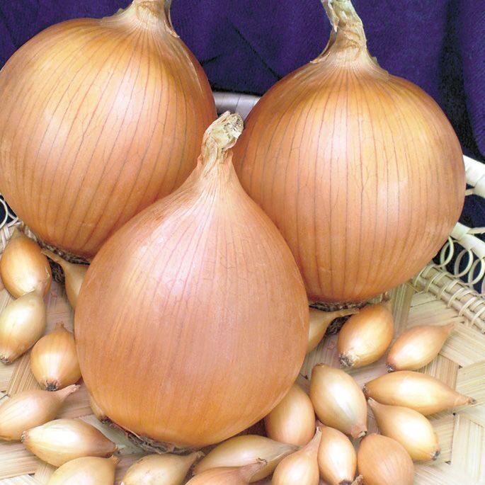 Лук севок Стурон 14/21 1упаковка (Россия)