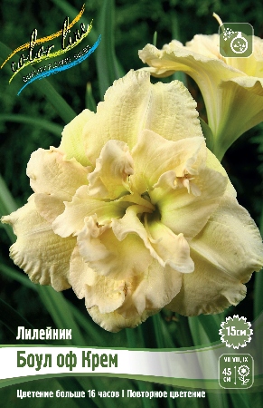 Лилейник Боул оф Крем 1шт (Колорлайн)