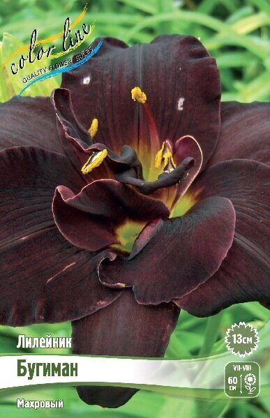 Лилейник Бугиман 1шт (Колорлайн)