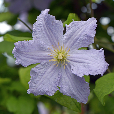 Клематис Блекитни Аниол (капер) 1шт (Поиск)